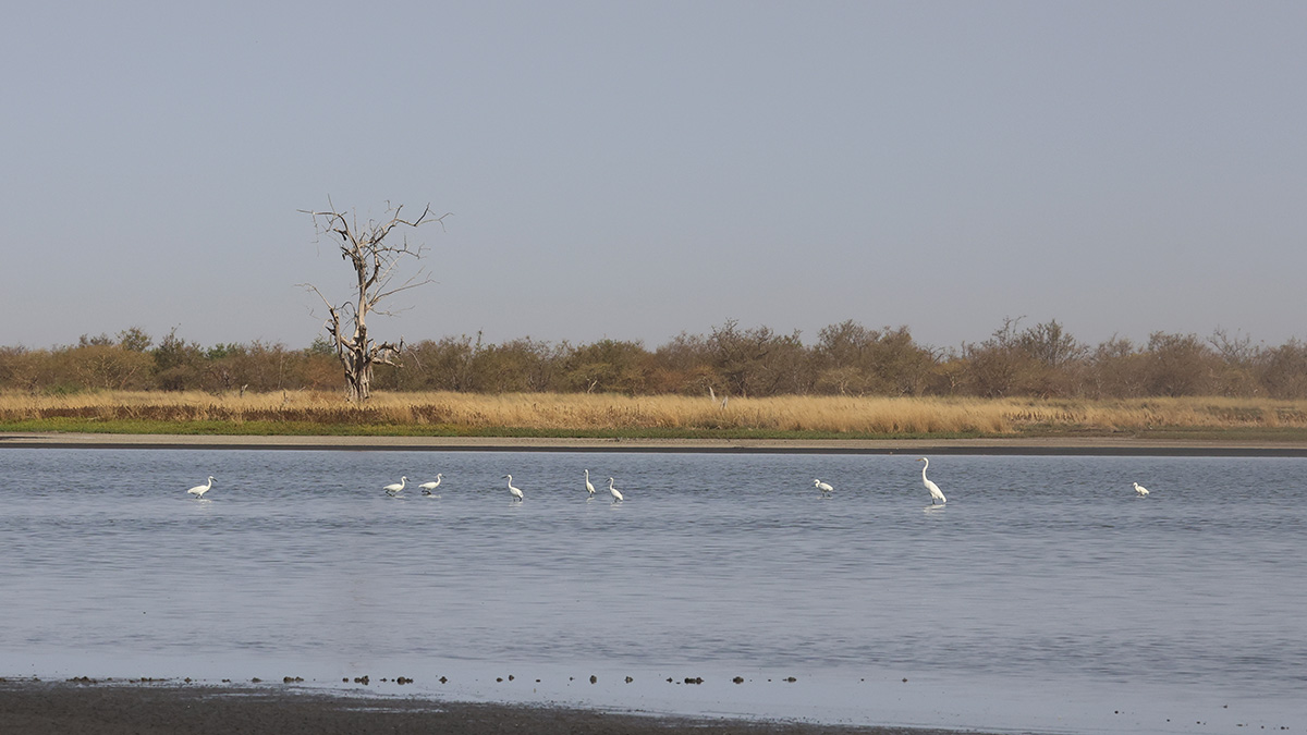Little and Great Egret